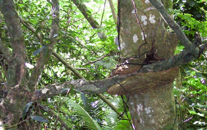 Arbre cannibale de Rurutu