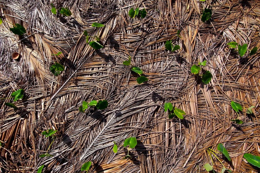 Paillage de tarodière d'Avera à Rurutu photographié par cerf-volant. Photo Pierre Lesage