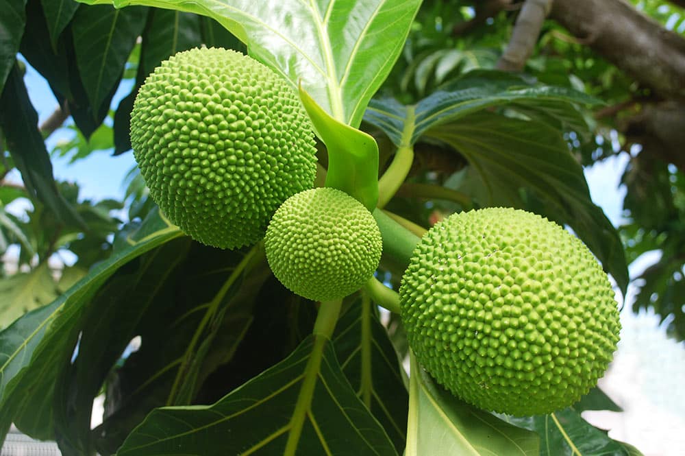 Uru, fruit de l'arbre à pain de Tahiti