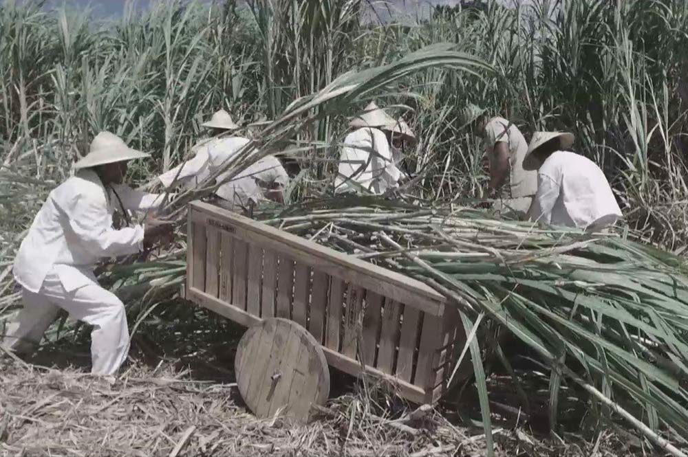 Canne à sucre de Tahiti, une plante aux mille facettes - Tahiti