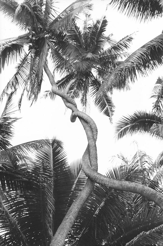 Cocotiers enlaçés. Tahiti 1940 Photo Paul-Isaac-Nordmann