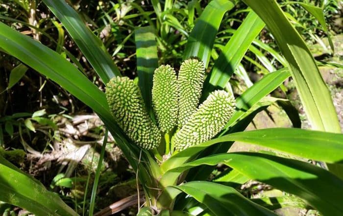 Freycinetia arborea, Ieie, Pandanus pour papillons . Chantal Alexandre Tahiti iti