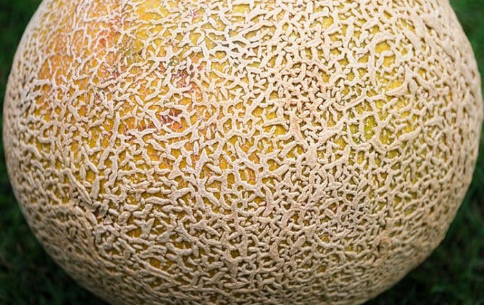 Peau de melon brodé de Tahiti