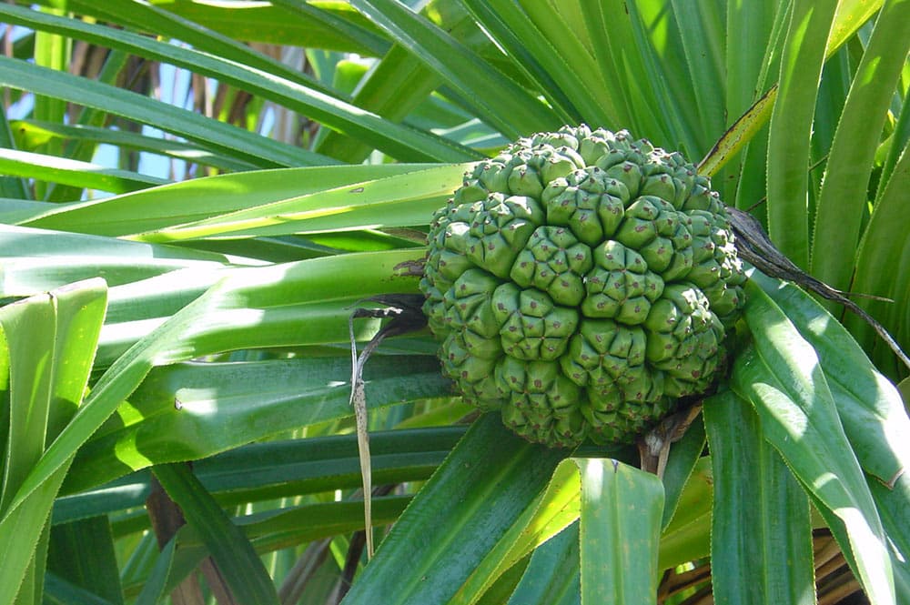 Fruit vert du Pandanus tectorius © Tahiti Heritage