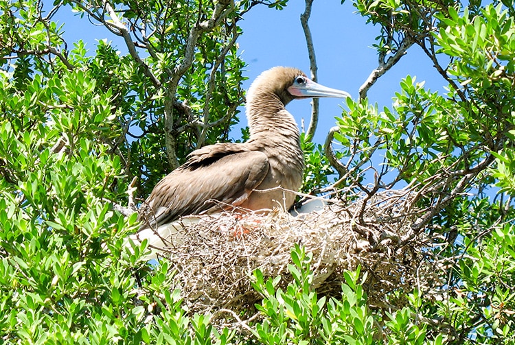 Motu Kiria, dît aux oiseaux à Fakarava. Photo Magali