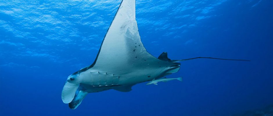 Raie manta. Photo rangiroacroisiereplongee