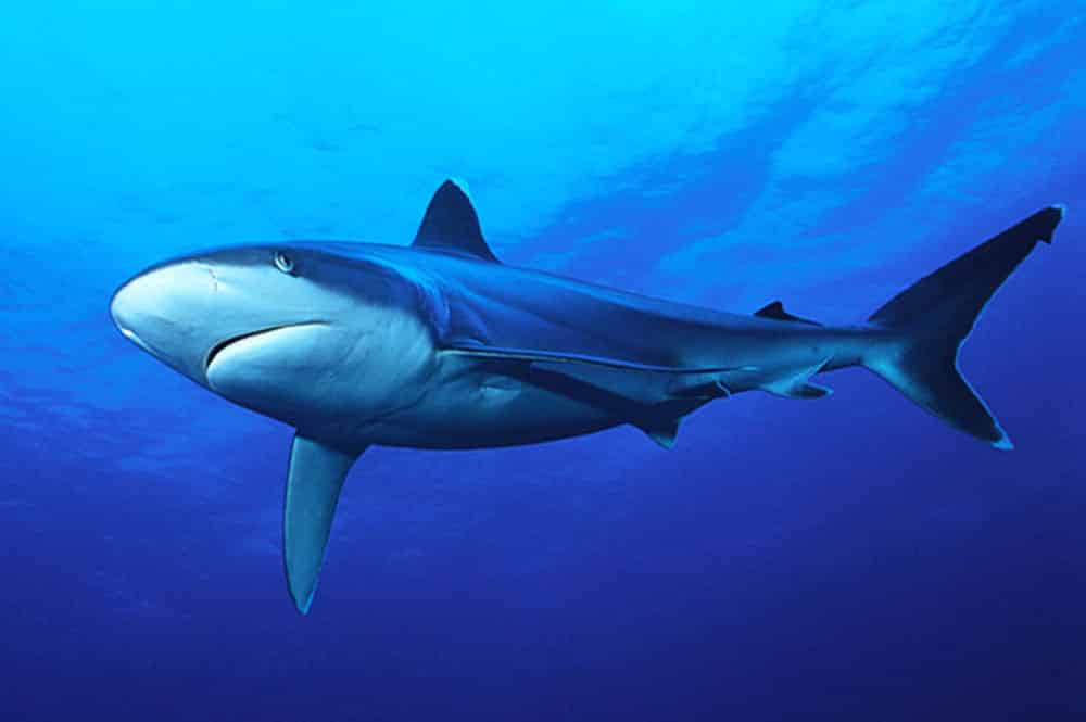 Requin, tapete. Photo Sylvain Girardot