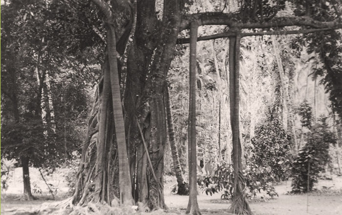 Banian du jardin botanique de Tahiti en 1970