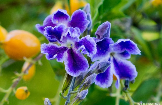 Fleur de Durante (Duranta), la violette de Tahiti. © Tahiti Heritage