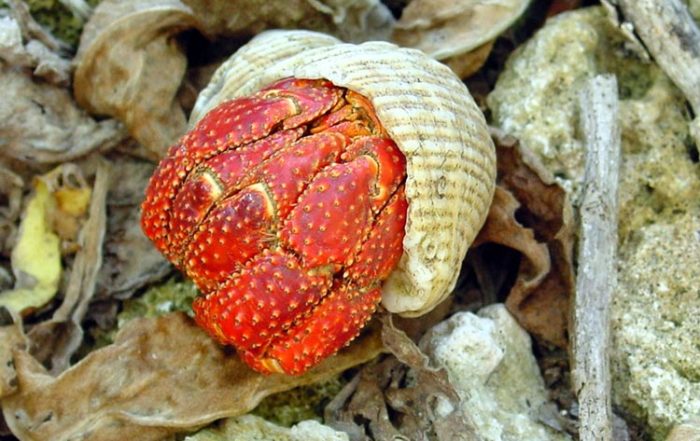 Bernard-Hermite rouge de Tikehau