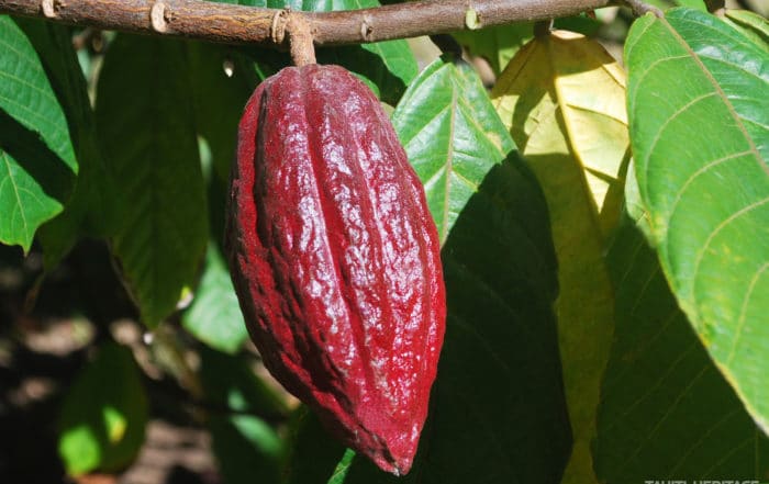 Cacaoyer de Tahiti, l'arbre à chocolat © TAHITI HERITAGE