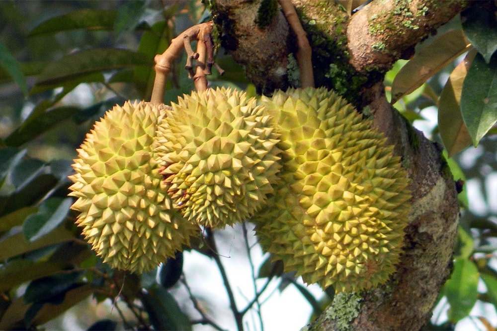 Durian de Tahiti, Durio zibethinus