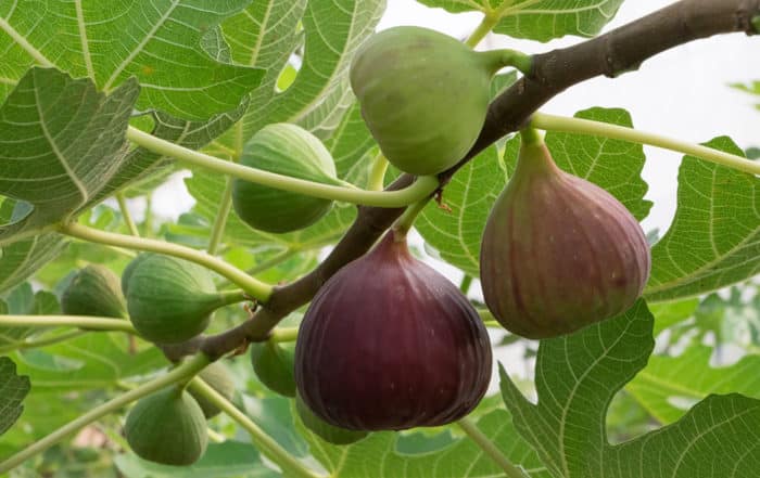 Figues - Figuier - Ficus Carica
