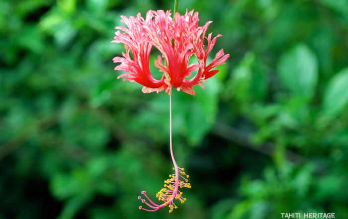 Hibiscus corail, Hibiscus schizopetalus