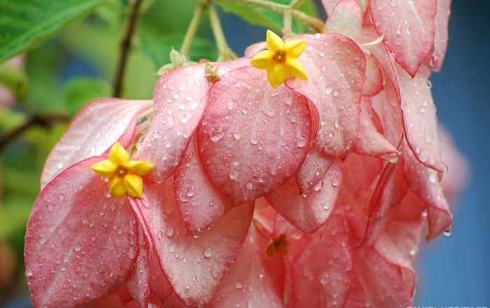 Mussaenda Queen Sirikit de Tahiti, la fleur de papier sous la pluie de Tahiti. © Tahiti Heritage