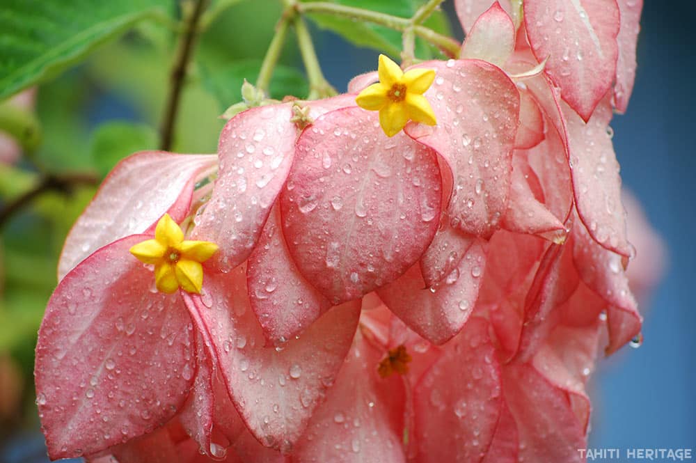 Mussaenda Queen Sirikit de Tahiti, la fleur de papier sous la pluie de Tahiti. © Tahiti Heritage