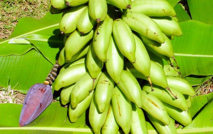Bananes de Tahiti, Mei'a © Tahiti Heritage