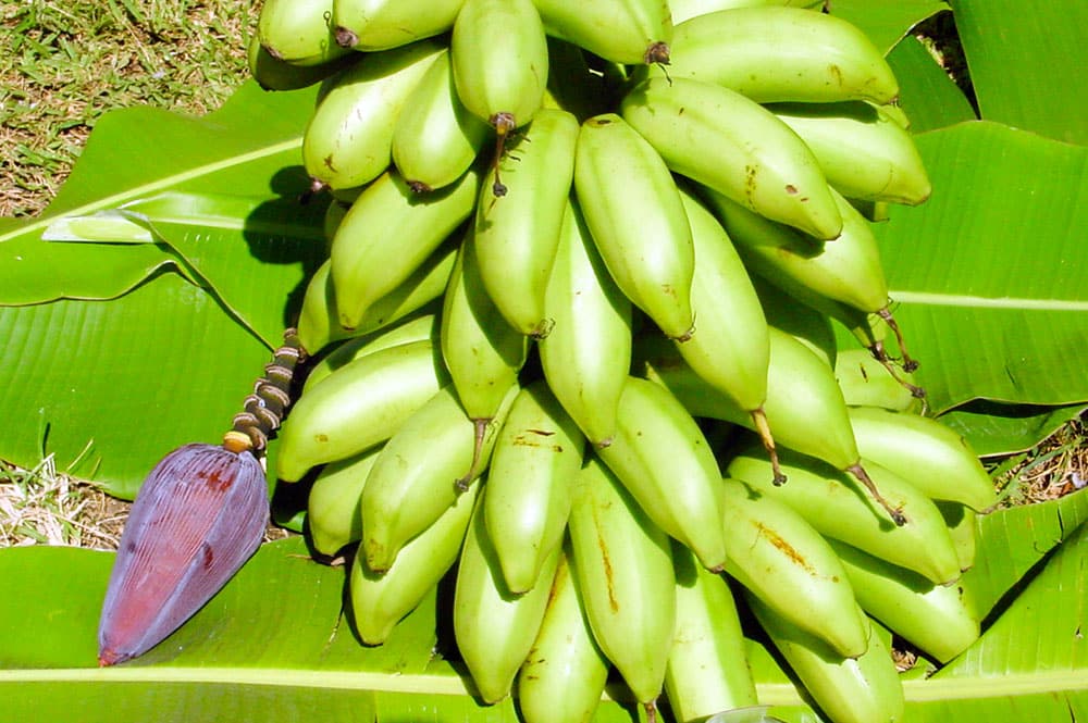 Bananes de Tahiti, Mei'a © Tahiti Heritage