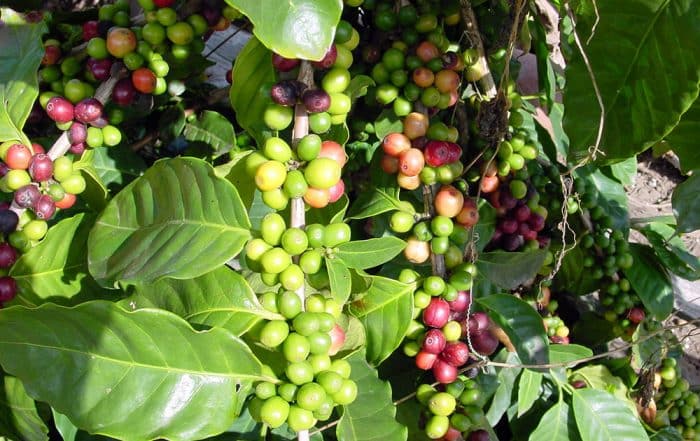 Café de tahiti © Tahiti Heritage