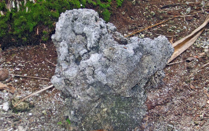 Mâchoire de Marau à Motutunga