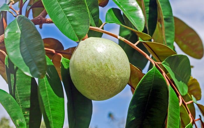 Pomme étoile de Tahiti, Chrysophyllum cainito © Tahiti Heritage
