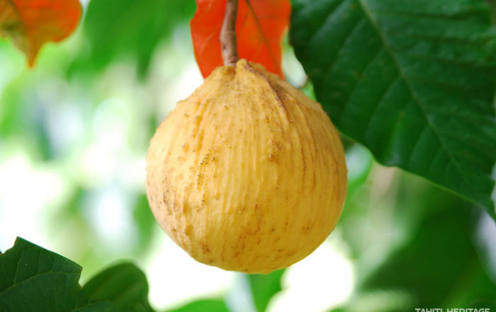 Santol de Tahiti, Sandoricum koetjape © Tahiti Heritage