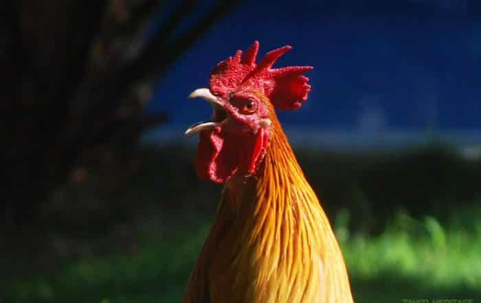 Coq tahitien. Photo Olivier Babin / Tahiti Heritage