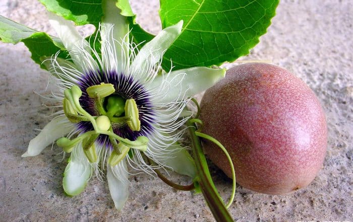 Fruit de la passion. © Tahiti Heritage