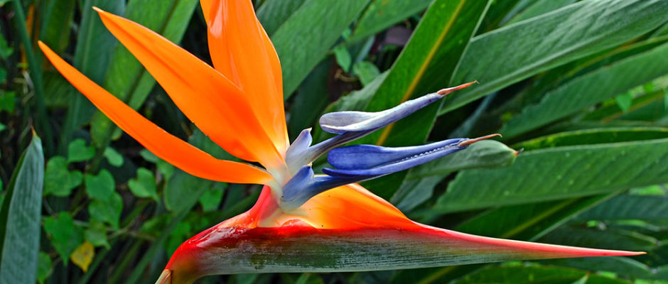 Strelitzia reginae. Oiseau de paradis de Tahiti. © Tahiti Heritage