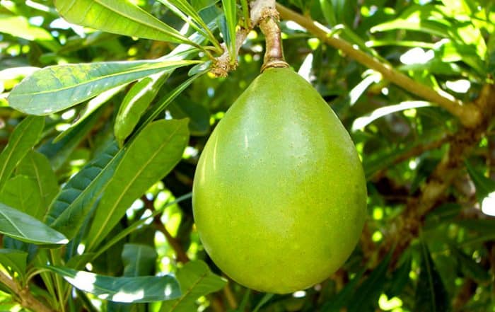 Calebasse de Tahiti, Crescentia © Tahiti Heritage