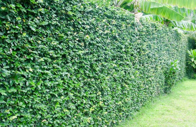 Mur recouvert de Ficus pimula, le lierre de Tahiti
