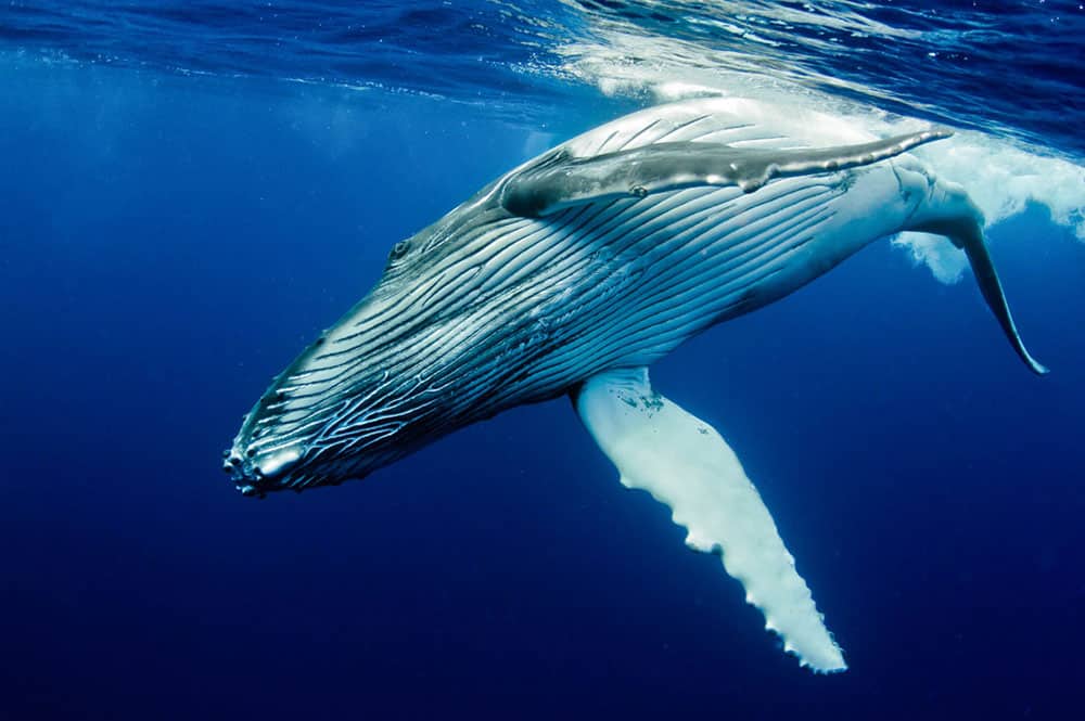 Baleine- Tahiti - Photo Fabien Michenet