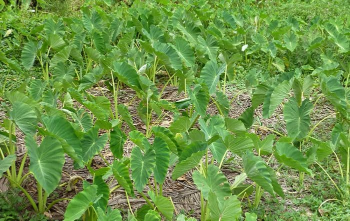 Tarodière de Rurutu