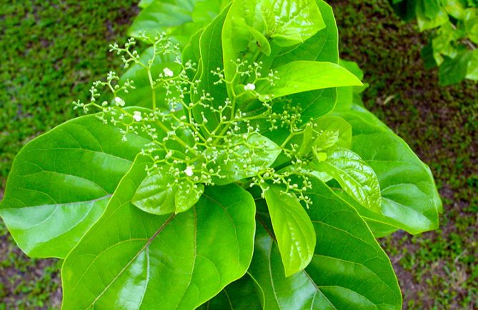 Avaro, Premna tahitensis, en fleurs