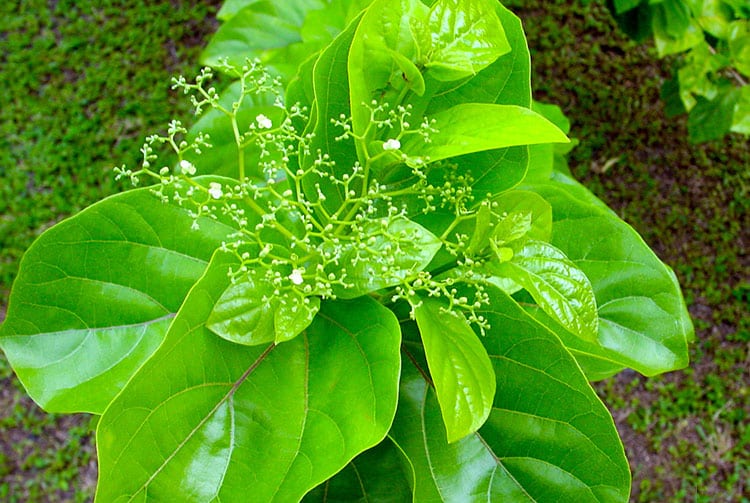 Avaro, Premna tahitensis, en fleurs