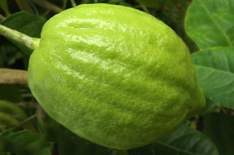 Cédrat, le citrus au doux parfum - Tahiti Heritage