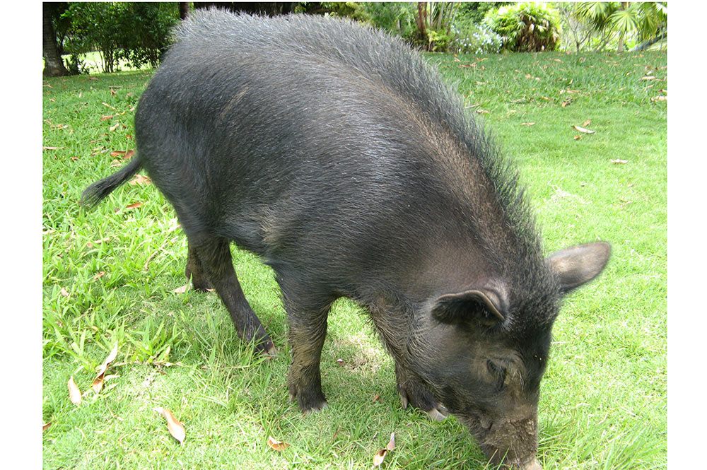 cochon sauvage de Tahiti