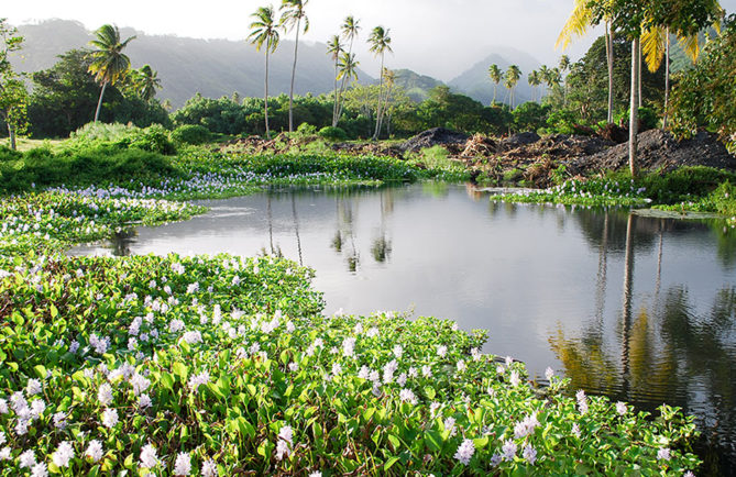 Source Vai uriri à Mataiea. © Tahiti Heritage