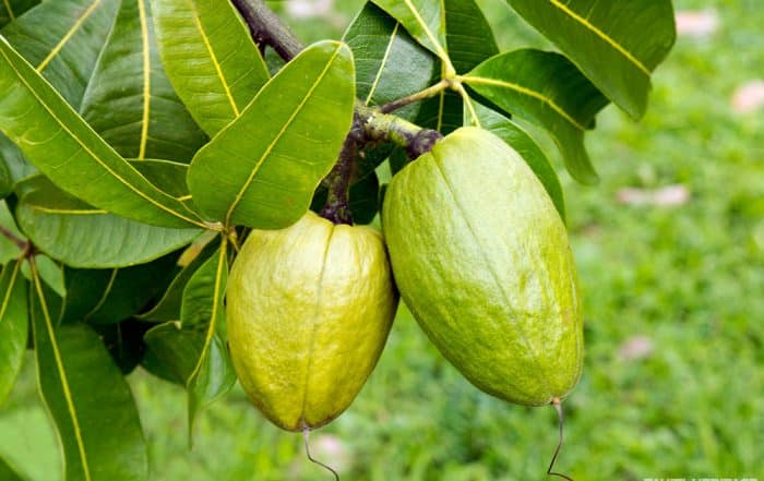 Pachira aquatica, Money Tree Plant © Tahiti Heritage