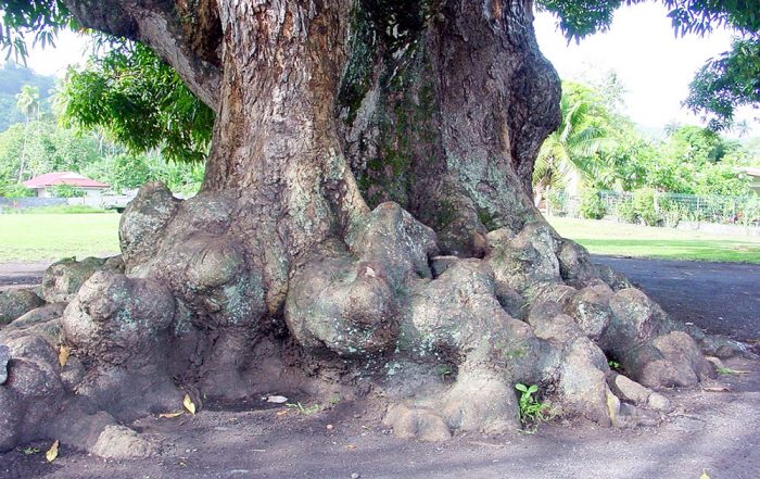 Racines du vieux manguier du temple de Mataiea en 2002 © Tahiti Heritage