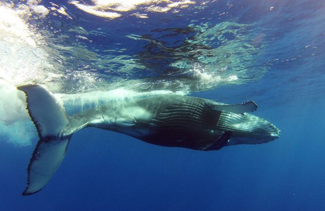 Légende de Kae et des baleines de Puturua. Photo Mata Tohora
