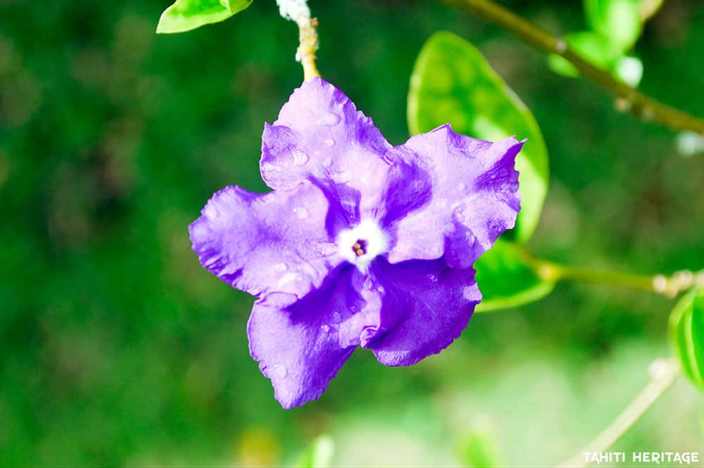 Hier, aujourd'hui et demain - Brunfelsia grandiflora. © Tahiti Heritage