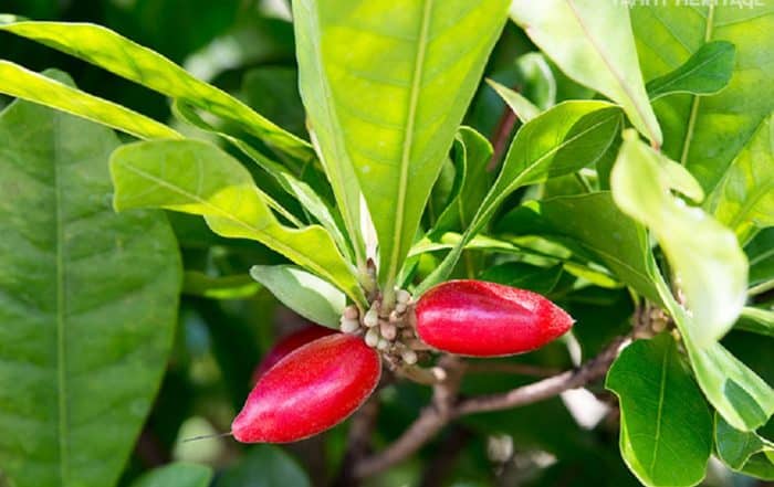 Fruit miraculeux - Miracle fruit - Synsepalum dulcificum © Tahiti Heritage