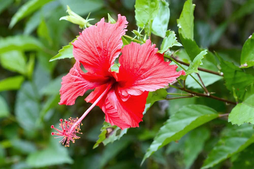Hibiscus rosa sinensis simple © Tahiti Heritage