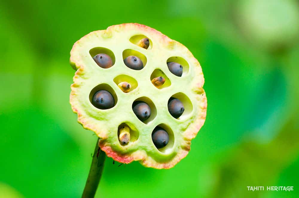 Graines de lotus, Nelumbo nucifera © Tahiti Heritage / Olivier Babin