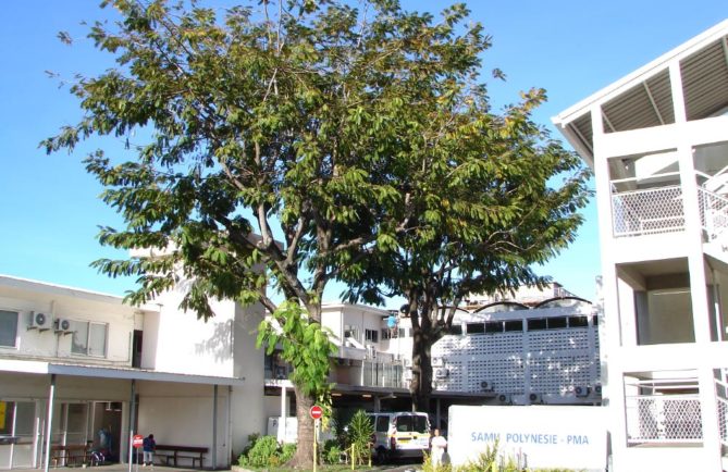 Parkia du centre hospitalier de Mamao en 2006