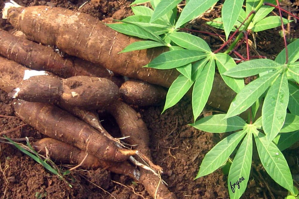 Manioc De Tahiti Tapioca Poe Taota Retia Et Ipo Tahiti Heritage