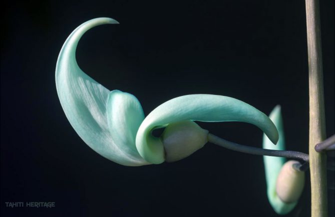 Fleur de Liane de jade © Tahiti Heritage