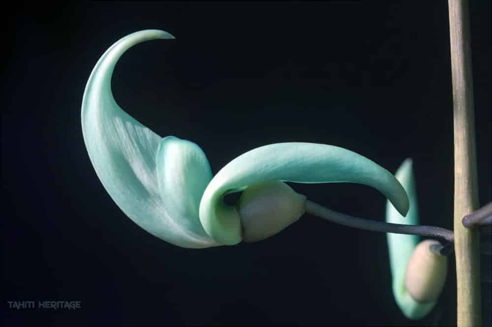 Fleur de Liane de jade © Tahiti Heritage