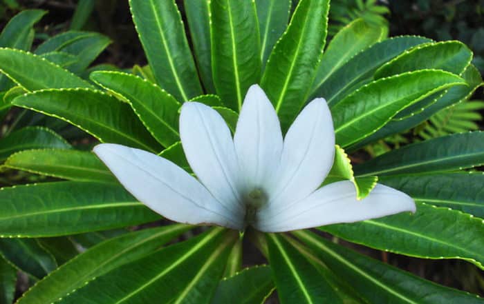 Tiare apetahi, fleur endémique de Polynésie française